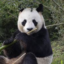 Résultat de recherche d'images pour "pandas"