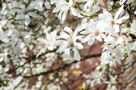 Attēlu rezultāti vaicājumam “Magnolia kobus flower”