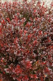 Attēlu rezultāti vaicājumam “Cribraria rubiginosa”