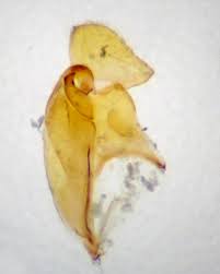 Attēlu rezultāti vaicājumam “Athelia pyriformis”