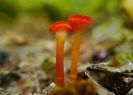 Attēlu rezultāti vaicājumam “Hygrocybe cantharellus”