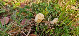 Attēlu rezultāti vaicājumam “Didymium spongiosum”