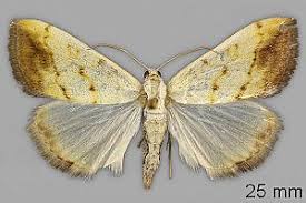 Attēlu rezultāti vaicājumam “Evergestis extimalis”