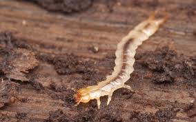 Attēlu rezultāti vaicājumam “Schizotus pectinicornis larva”