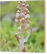 Attēlu rezultāti vaicājumam “Neottia nidus-avis flower”