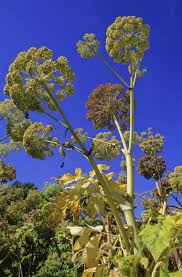 Attēlu rezultāti vaicājumam “Angelica archangelica leaf”