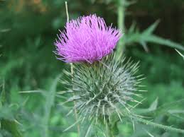 Attēlu rezultāti vaicājumam “Cirsium vulgare”