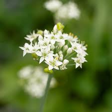 Image result for Schnittknoblauch