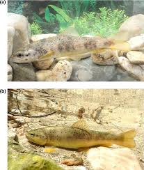 Image result for Salmo macrostigma