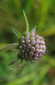 Attēlu rezultāti vaicājumam “Succisa pratensis bud”