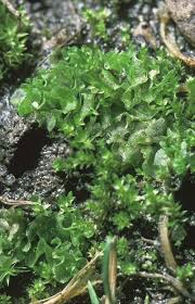 Attēlu rezultāti vaicājumam “Fossombronia foveolata”