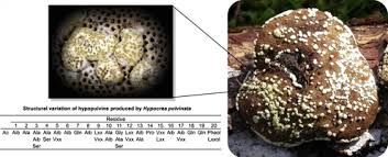 Attēlu rezultāti vaicājumam “Hypocrea pulvinata”