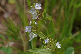 Attēlu rezultāti vaicājumam “Veronica anagallis-aquatica leaf”