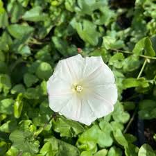 Attēlu rezultāti vaicājumam “Calystegia inflata leaf”