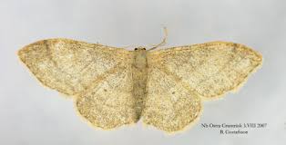 Attēlu rezultāti vaicājumam “Idaea straminata”
