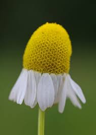 Image result for Matricaria recutita (chamomilla)