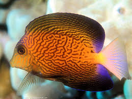 Image result for Ctenochaetus hawaiiensis