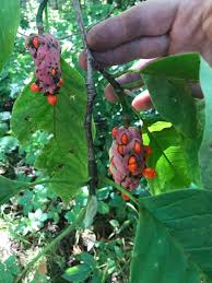 Attēlu rezultāti vaicājumam “Magnolia acuminata fruit”