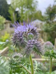 Attēlu rezultāti vaicājumam “Phacelia tanacetifolia flower”