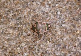 Attēlu rezultāti vaicājumam “Omophron limbatum”