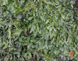 Attēlu rezultāti vaicājumam “Metzgeria furcata”