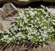 Attēlu rezultāti vaicājumam “Arenaria procera”
