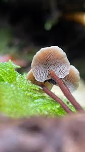 Attēlu rezultāti vaicājumam “Physarum auriscalpium”