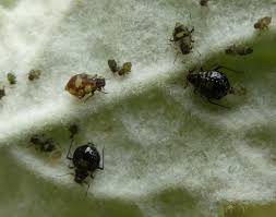 Attēlu rezultāti vaicājumam “Chaitophorus populeti”