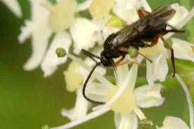 Attēlu rezultāti vaicājumam “Hydrelia sylvata”