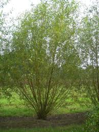 Attēlu rezultāti vaicājumam “Salix”