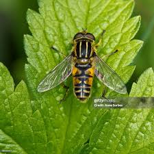 Attēlu rezultāti vaicājumam “Helophilus pendulus”