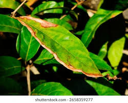 Attēlu rezultāti vaicājumam “Vasates quadripedes”