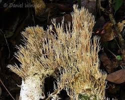 Attēlu rezultāti vaicājumam “Lentaria”