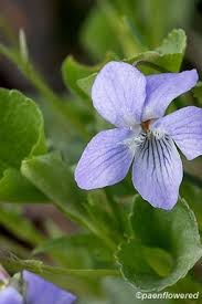 Attēlu rezultāti vaicājumam “Viola canina fruit”