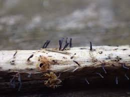 Attēlu rezultāti vaicājumam “Mycena belliarum”
