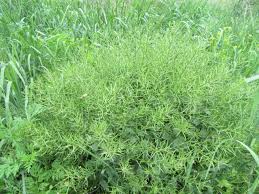 Attēlu rezultāti vaicājumam “Barbarea vulgaris subsp. arcuata fruit”