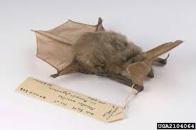 Attēlu rezultāti vaicājumam “Plecotus auritus”