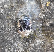 Attēlu rezultāti vaicājumam “Tritomegas bicolor”