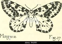 Attēlu rezultāti vaicājumam “Abraxas grossulariata pupa”