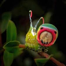 Attēlu rezultāti vaicājumam “Cerura vinula larva”