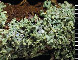 Attēlu rezultāti vaicājumam “Physcia tenella”