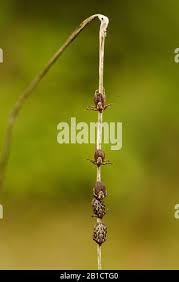Attēlu rezultāti vaicājumam “Dermacentor reticulatus female”