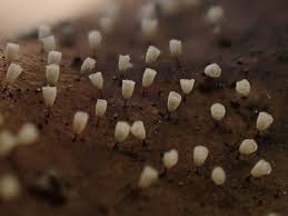 Attēlu rezultāti vaicājumam “Craterium aureonucleatum”