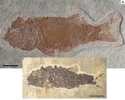 Attēlu rezultāti vaicājumam “Laccognathus panderi”