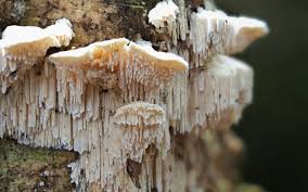 Attēlu rezultāti vaicājumam “Sarcodontia crocea”