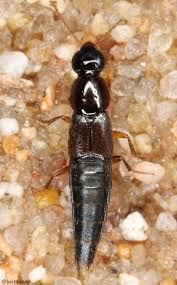 Attēlu rezultāti vaicājumam “Rhynchaenus lonicerae”