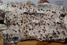 Attēlu rezultāti vaicājumam “Lecanora argentata”