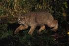Lynx stalking prey public - via Daymix