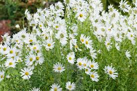 Image result for Leucanthemella serotina