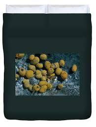 Attēlu rezultāti vaicājumam “Badhamia nitens”